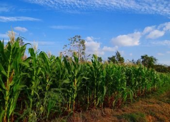 Colombia comienza a sembrar más maíz