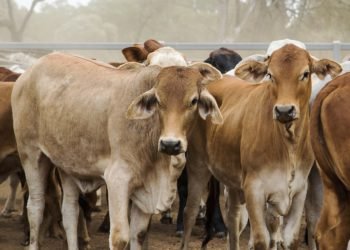 La búsqueda de rendimiento animal le evitará pérdidas al productor