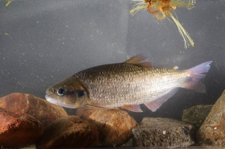 Control sanitario en pesca asegura la inocuidad de los productos