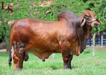 Colombia exporta a Pakistán genética de ganado brahman