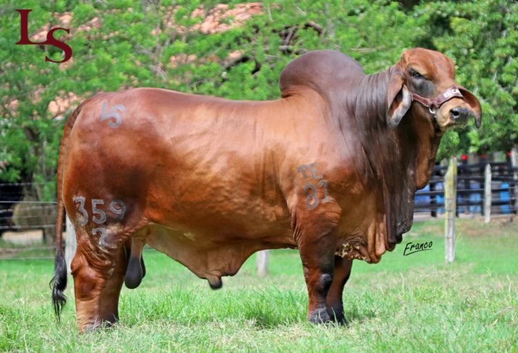 Colombia exporta a Pakistán genética de ganado brahman