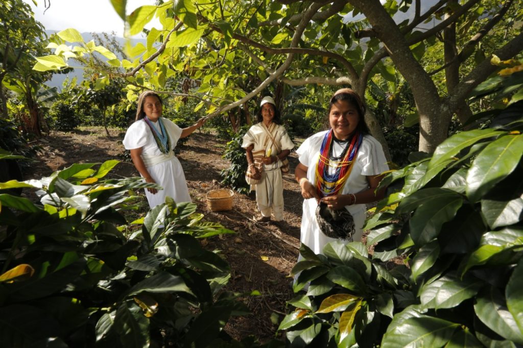 productores de Café