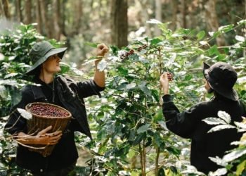 El futuro del café dependerá de las nuevas generaciones
