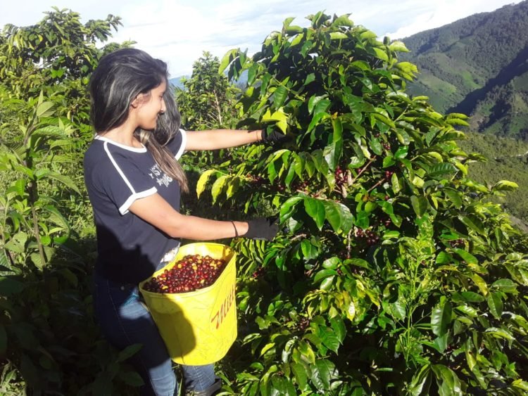 Feria Internacional del Café, el Cacao y el Agroturismo en Huila