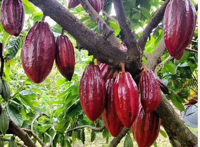 Mercado de Cacao y Café