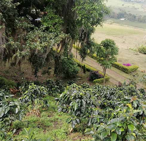 Rutas del Café y el Cacao