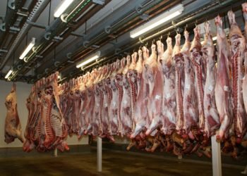 Crecen exportaciones de carne bovina colombiana