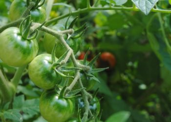 Ciencia e innovación en la seguridad alimentaria mundial