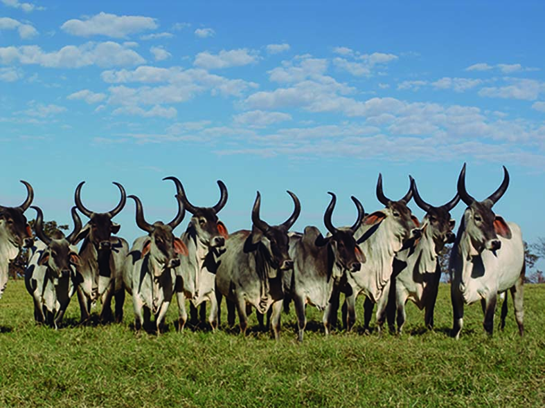 razas cebuinas producidas en Brasil 