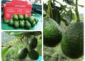 Territorio Aguacate en acción