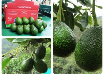 Territorio Aguacate en acción