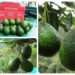 Territorio Aguacate en acción