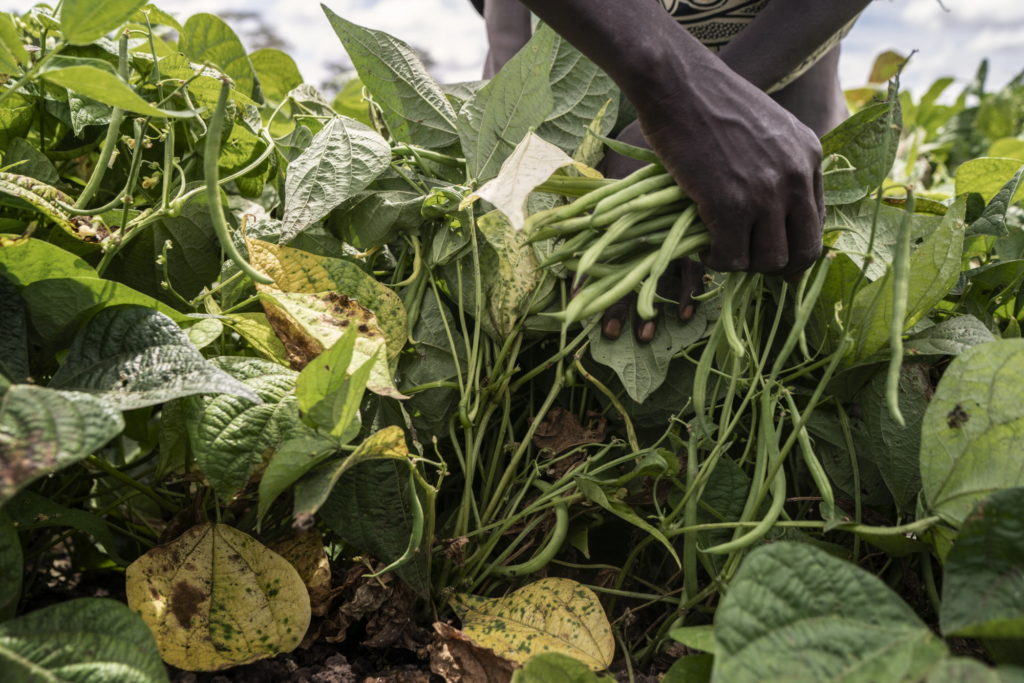 la alimentación y la agricultura mundial