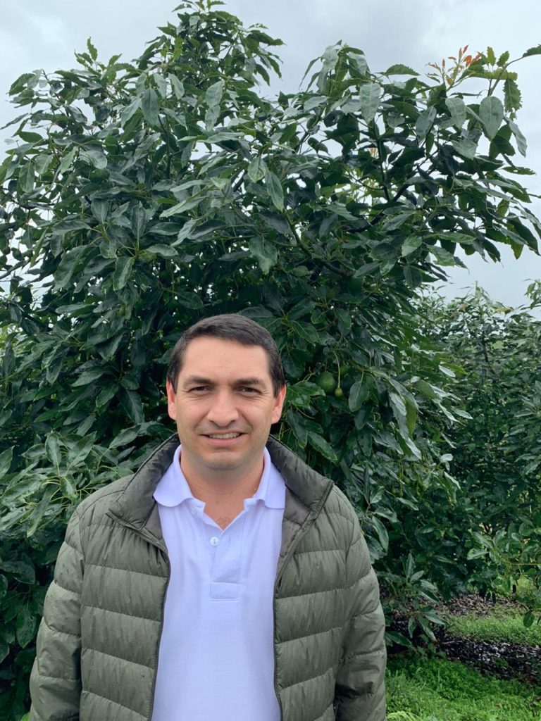 el futuro productivo del aguacate hass de colombia