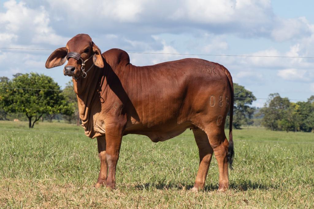 ganado brahman rojo y animales lecheros