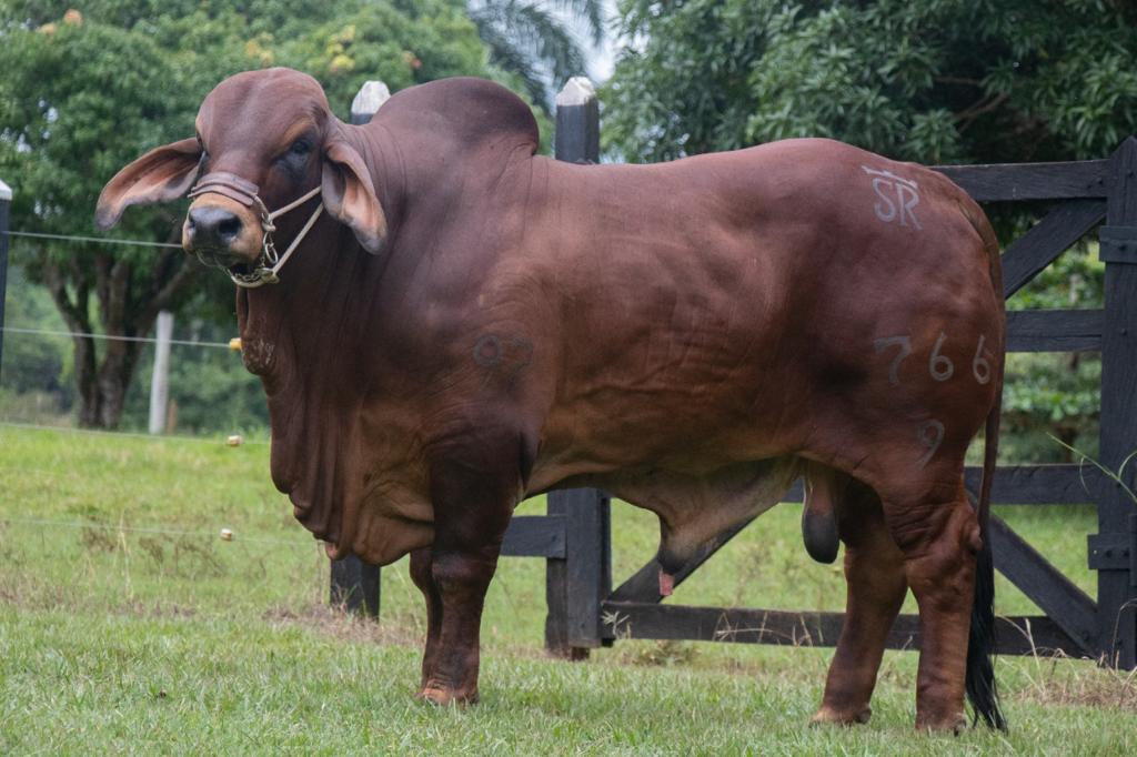 ganaderías de la raza brahman de mayor desarrollo técnico