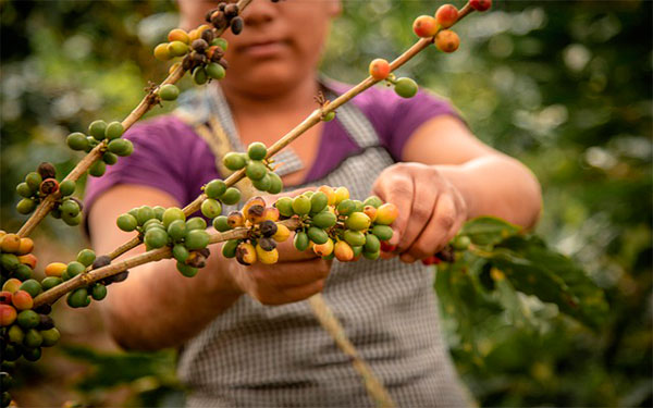 mujer caficultora