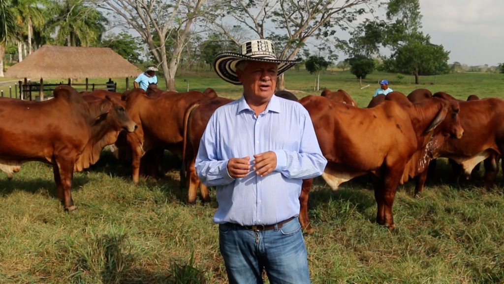 generación de ganado brahman rojo puro