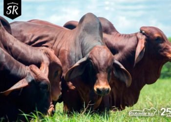Tributo al Rojo, el remate de brahman rojo más esperado