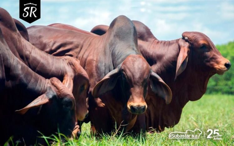 Tributo al Rojo, el remate de brahman rojo más esperado