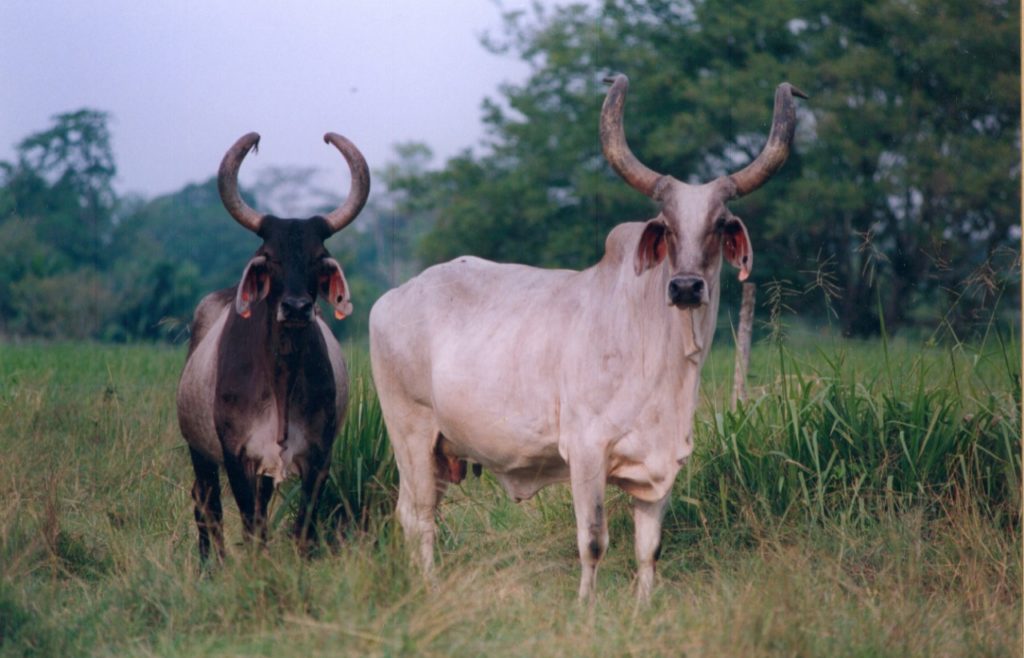 Sonas rurales del campo