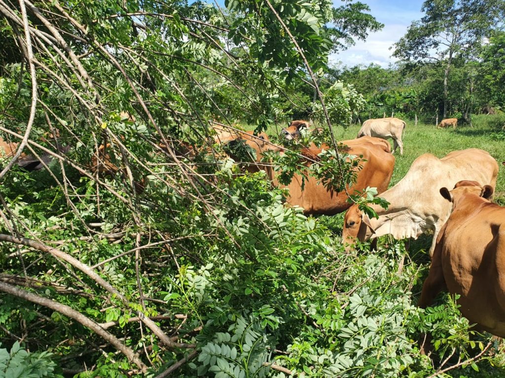 acciones de la agricultura