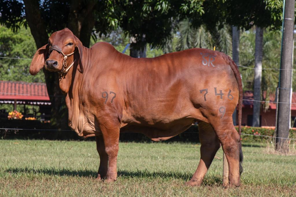 criadores de brahman rojo