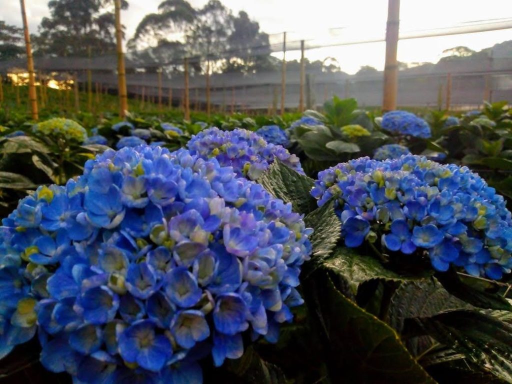 Flores colombianas para el mundo - Agricultura de las Americas