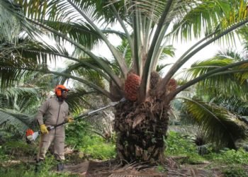 La palma de aceite crece y se expande