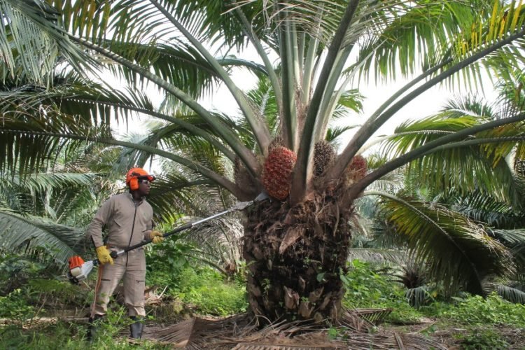 La palma de aceite crece y se expande