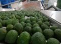 El aguacate de Colombia, a lo grande en el Super Bowl de Estados Unidos