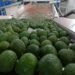 El aguacate de Colombia, a lo grande en el Super Bowl de Estados Unidos