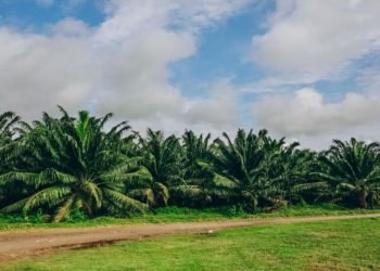 Evolución de la palma de aceite en Colombia