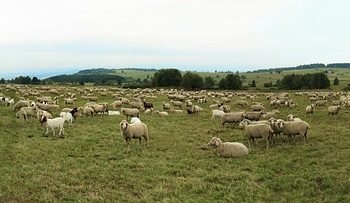 Sistema productivo de pequeños rumiantes