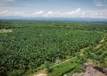 Gran éxito de la Conferencia Internacional de Palma de Aceite en Cartagena, Colombia