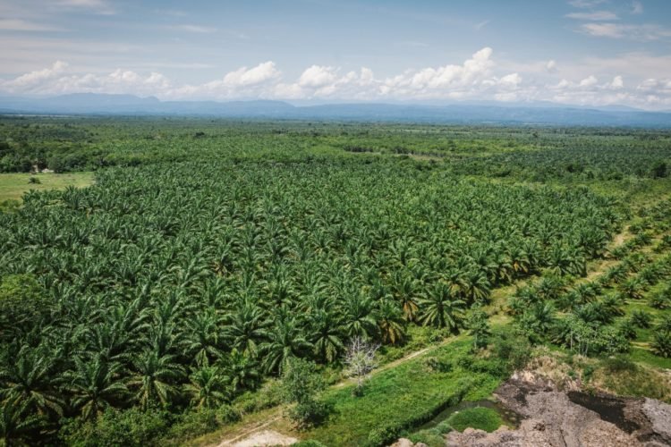 Gran éxito de la Conferencia Internacional de Palma de Aceite en Cartagena, Colombia
