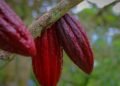 Cacao en Atlántico, Colombia, con la experiencia, tecnología e inversión de empresarios de Israel
