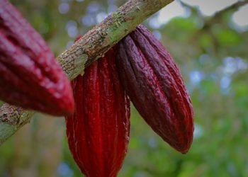 Cacao en Atlántico, Colombia, con la experiencia, tecnología e inversión de empresarios de Israel