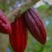 Cacao en Atlántico, Colombia, con la experiencia, tecnología e inversión de empresarios de Israel