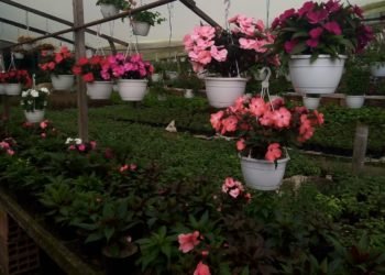 Fusagasugá, Colombia, paraíso de plantas ornamentales