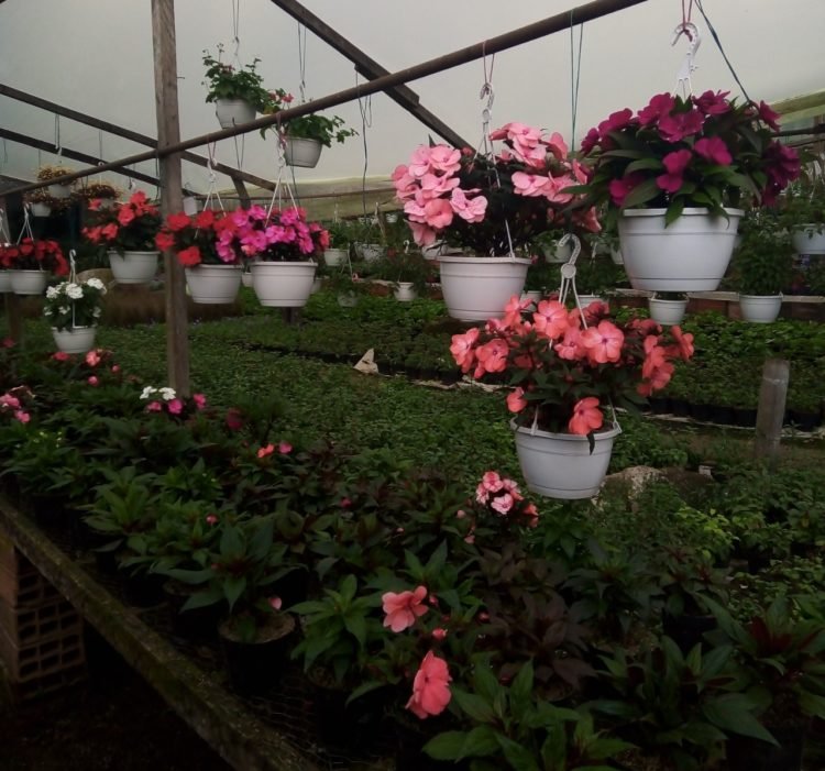 Fusagasugá, Colombia, paraíso de plantas ornamentales