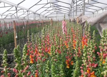 Flores colombianas, modelo sostenible de exportación