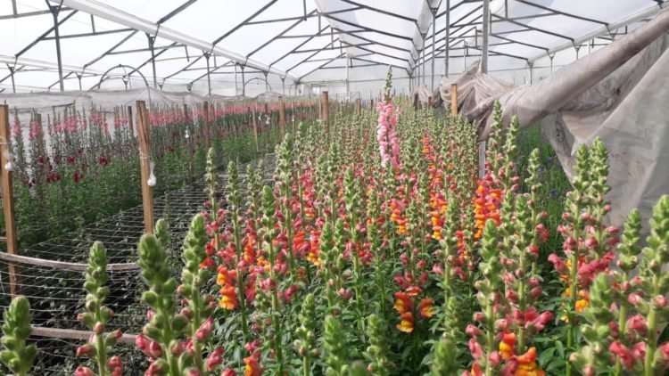 Flores colombianas, modelo sostenible de exportación