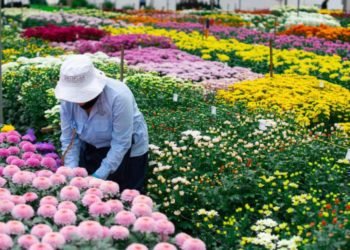 50 Años de Asocolflores, gran impulso a la sostenibilidad de la floricultura colombiana