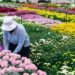50 Años de Asocolflores, gran impulso a la sostenibilidad de la floricultura colombiana