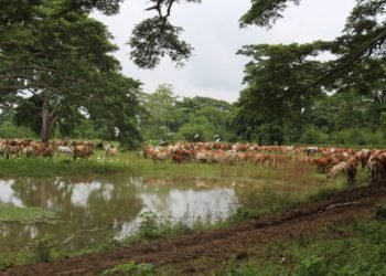 El compromiso de la ganadería con el cuidado del planeta