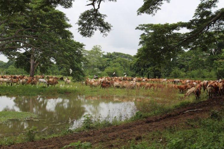 El compromiso de la ganadería con el cuidado del planeta