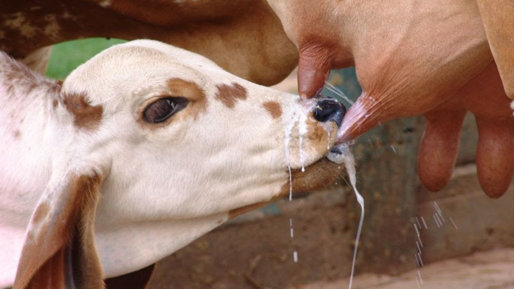 Becerro bebe leche en la umbre de su madre.
