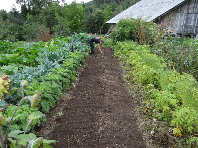 Mujer cultivando cuidadosamente una huerta de ensaladas y vegetales frescos.