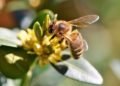 Crece el interés y el respeto mundial por las abejas y otros polinizadores
